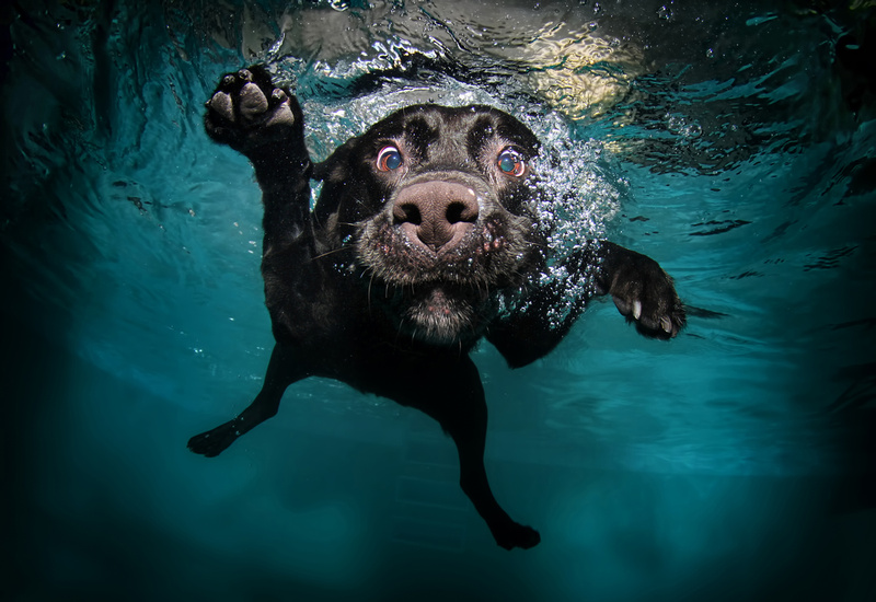 Little Friends Print Shop: Underwater Dogs by Seth Casteel  "Barking Bubbles"