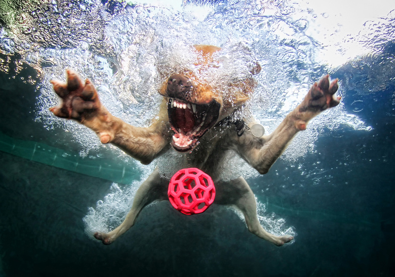 Little Friends Print Shop: Underwater Dogs by Seth Casteel  "Belly Flop"