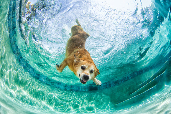 "Bob the Diving Dog"
